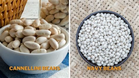 are navy beans similar to cannellini beans